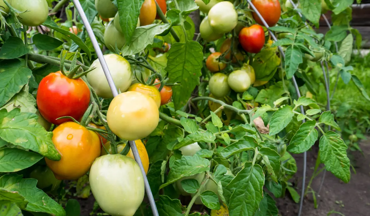 Growing Tomatoes Plant