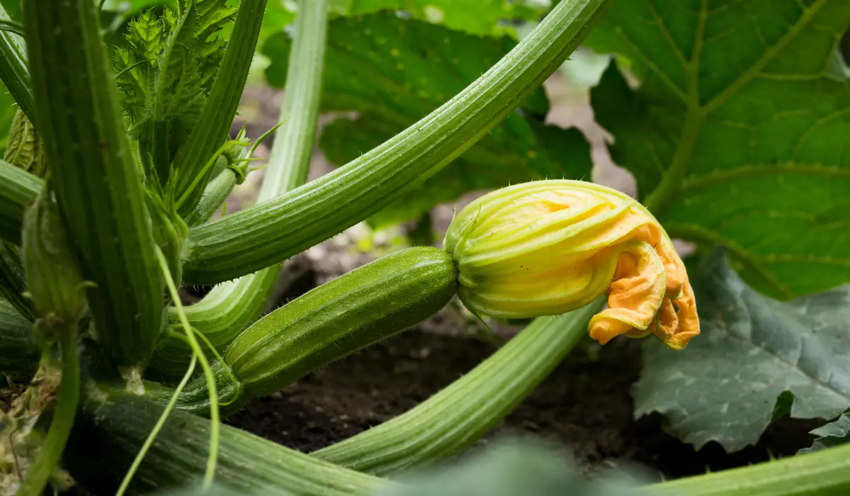 Growing Zucchini Vegetable