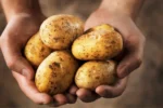 Here is How to Freeze Potatoes