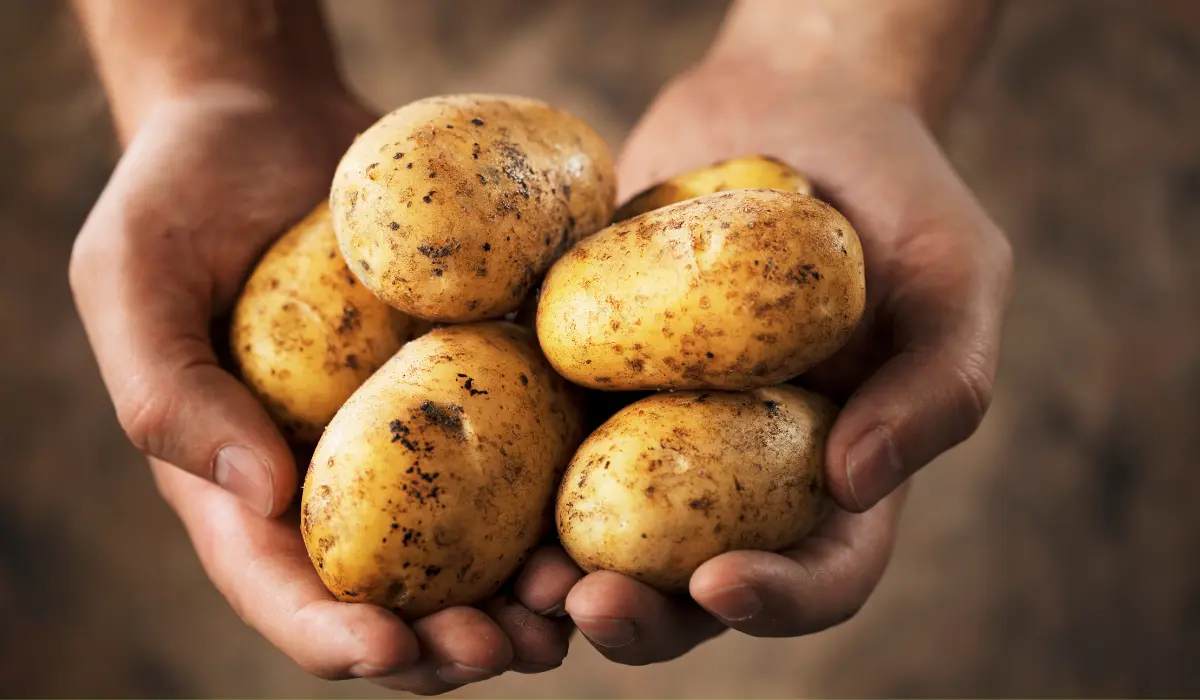 Here is How to Freeze Potatoes