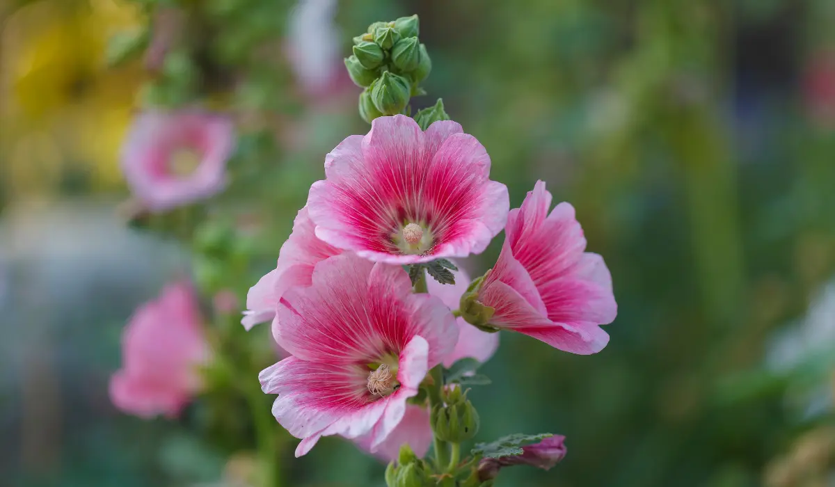 Hollyhock