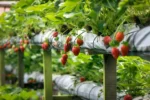 How I Harvest These 9 Fruits and Vegetables