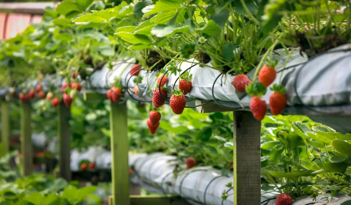 How I Harvest These 9 Fruits and Vegetables