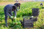 How Immigration Crackdowns Are Reshaping America’s Farm Workforce