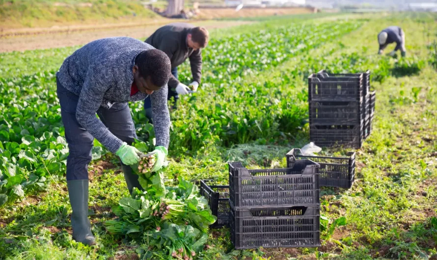 How Immigration Crackdowns Are Reshaping America’s Farm Workforce and Threatening the Food Supply