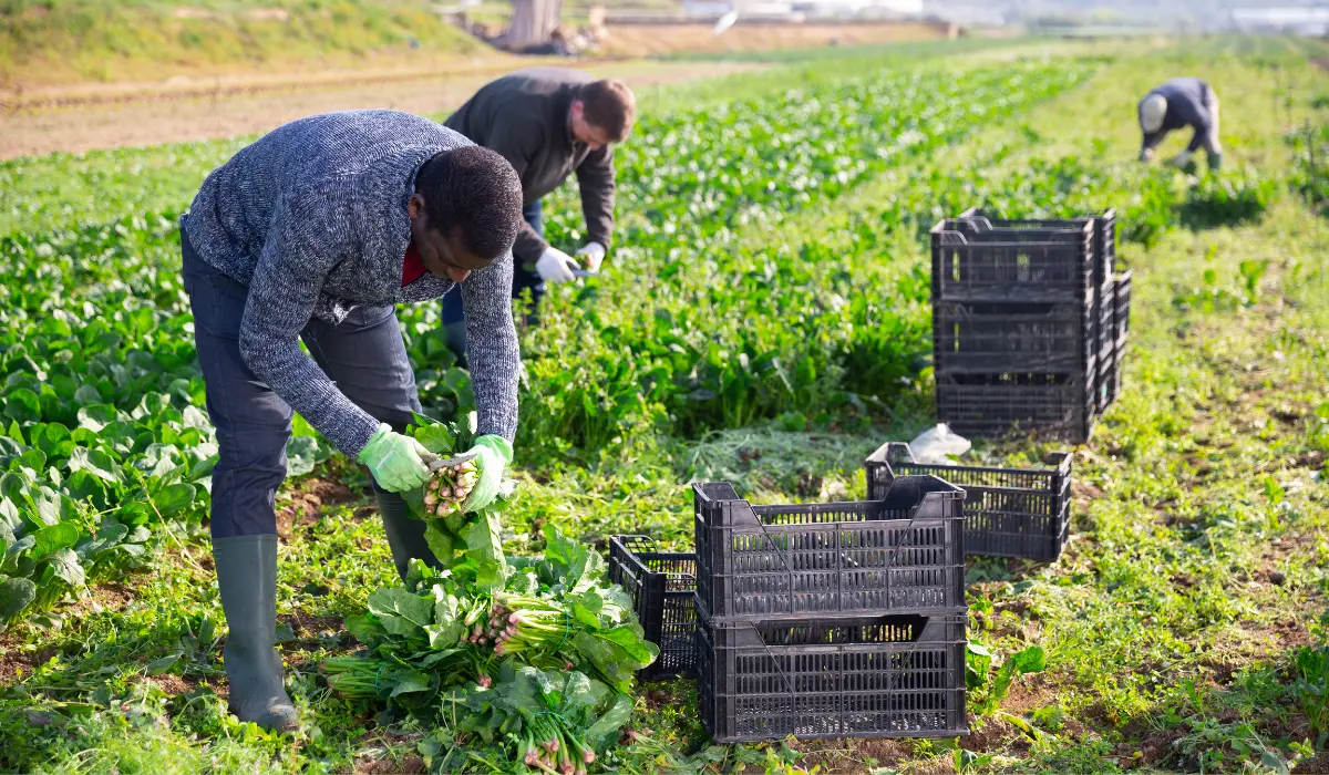 How Immigration Crackdowns Are Reshaping America’s Farm Workforce