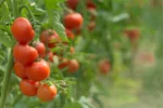 How Long Does Tomatoes Actually Takes to Grow