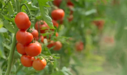 How Long Does Tomatoes Actually Takes to Grow