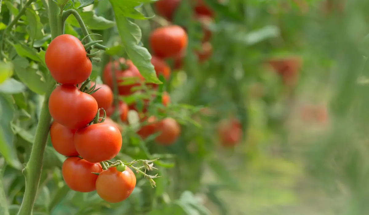 How Long Does Tomatoes Actually Takes to Grow