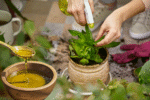How to Use Olive Oil in the Garden to Deter Pests