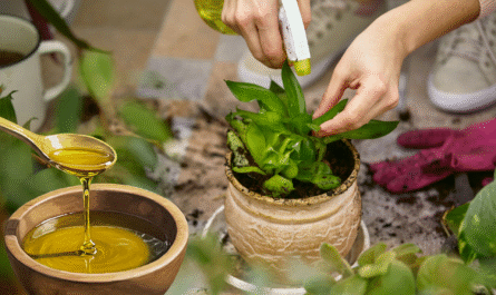 How to Use Olive Oil in the Garden to Deter Pests