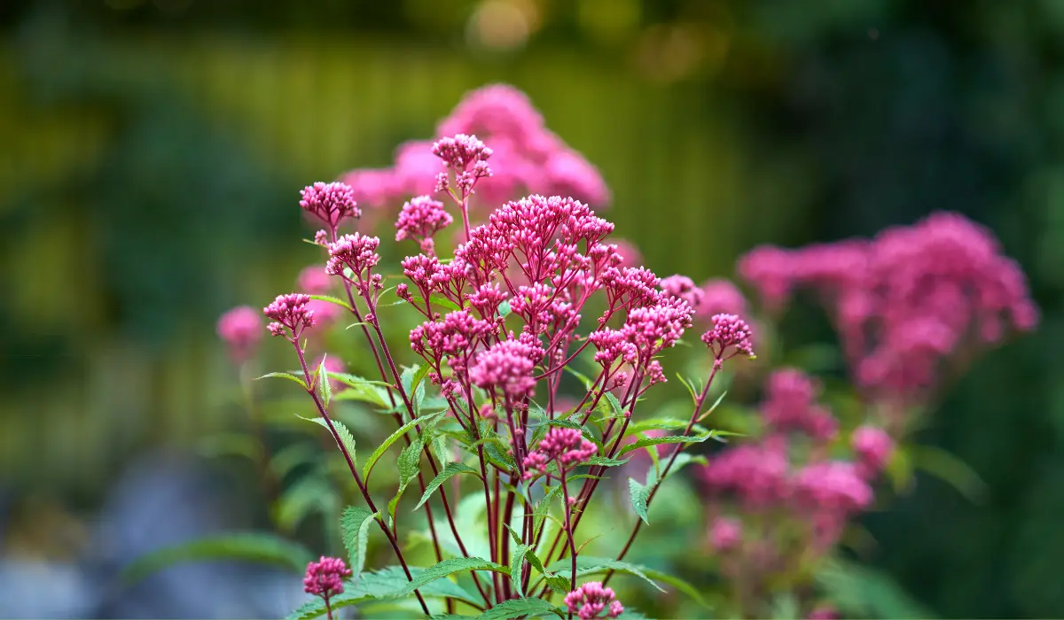Joe Pye Weed