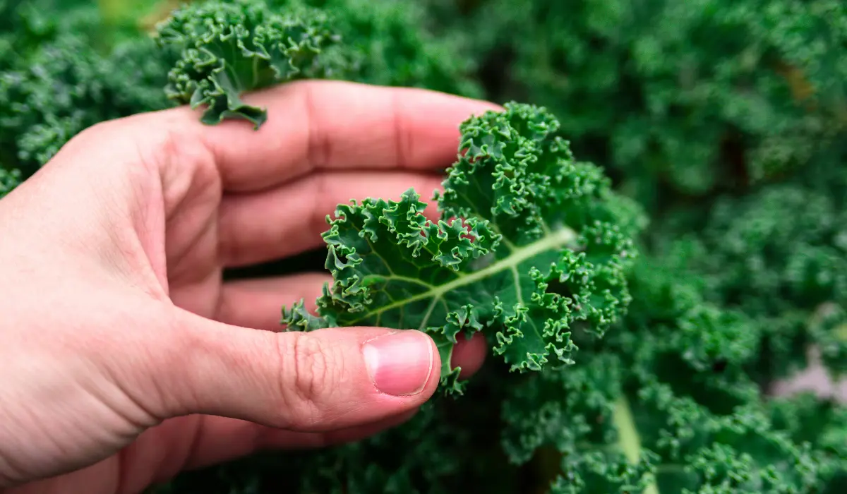 Growing Kale Cabbage