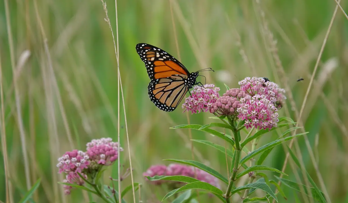 Monarch on Swamp Milkweed