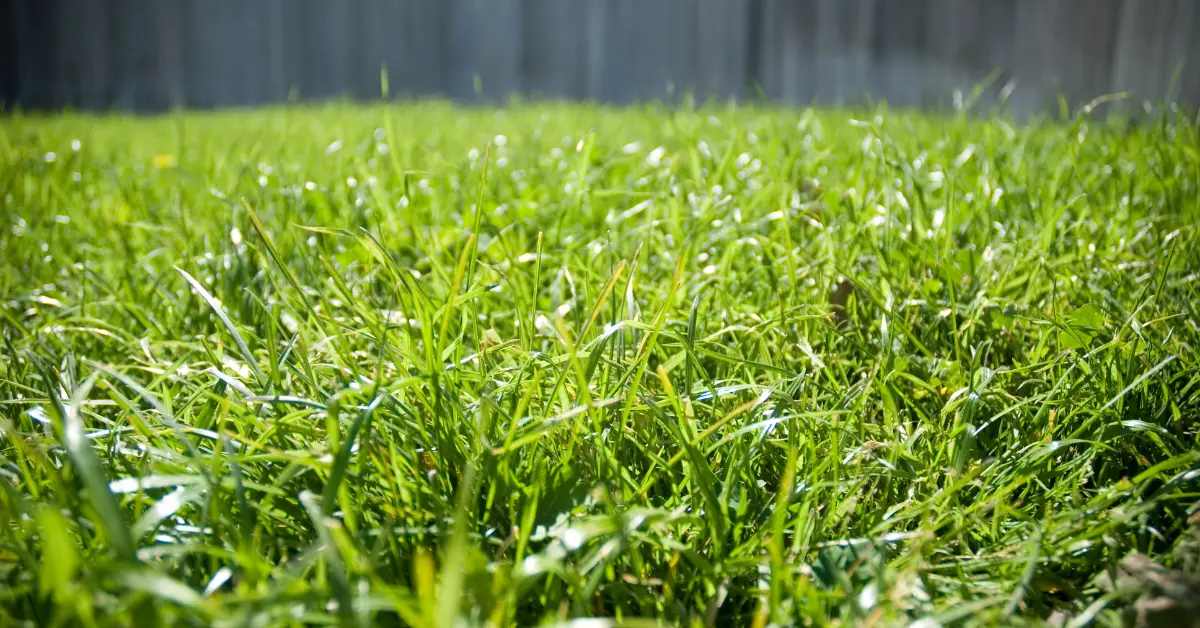 Mowing Bermuda Grass