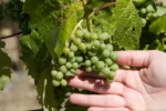 Organic agriculture research flourishing in local vineyards