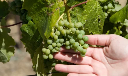 Organic agriculture research flourishing in local vineyards