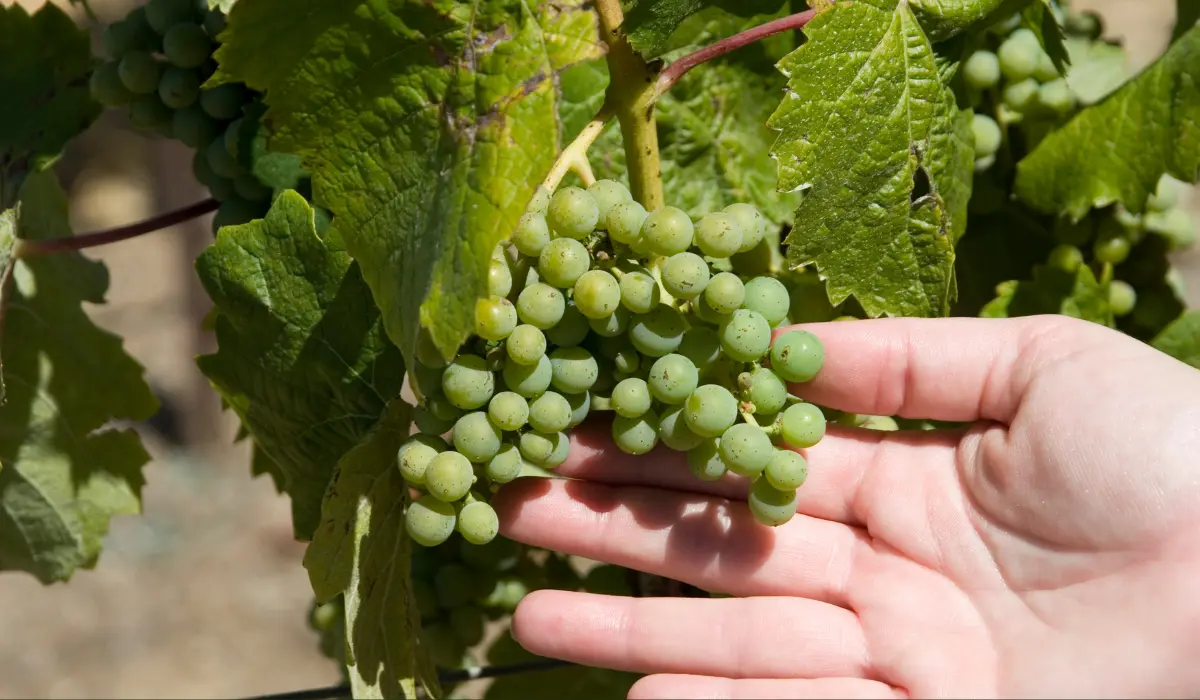 Organic agriculture research flourishing in local vineyards