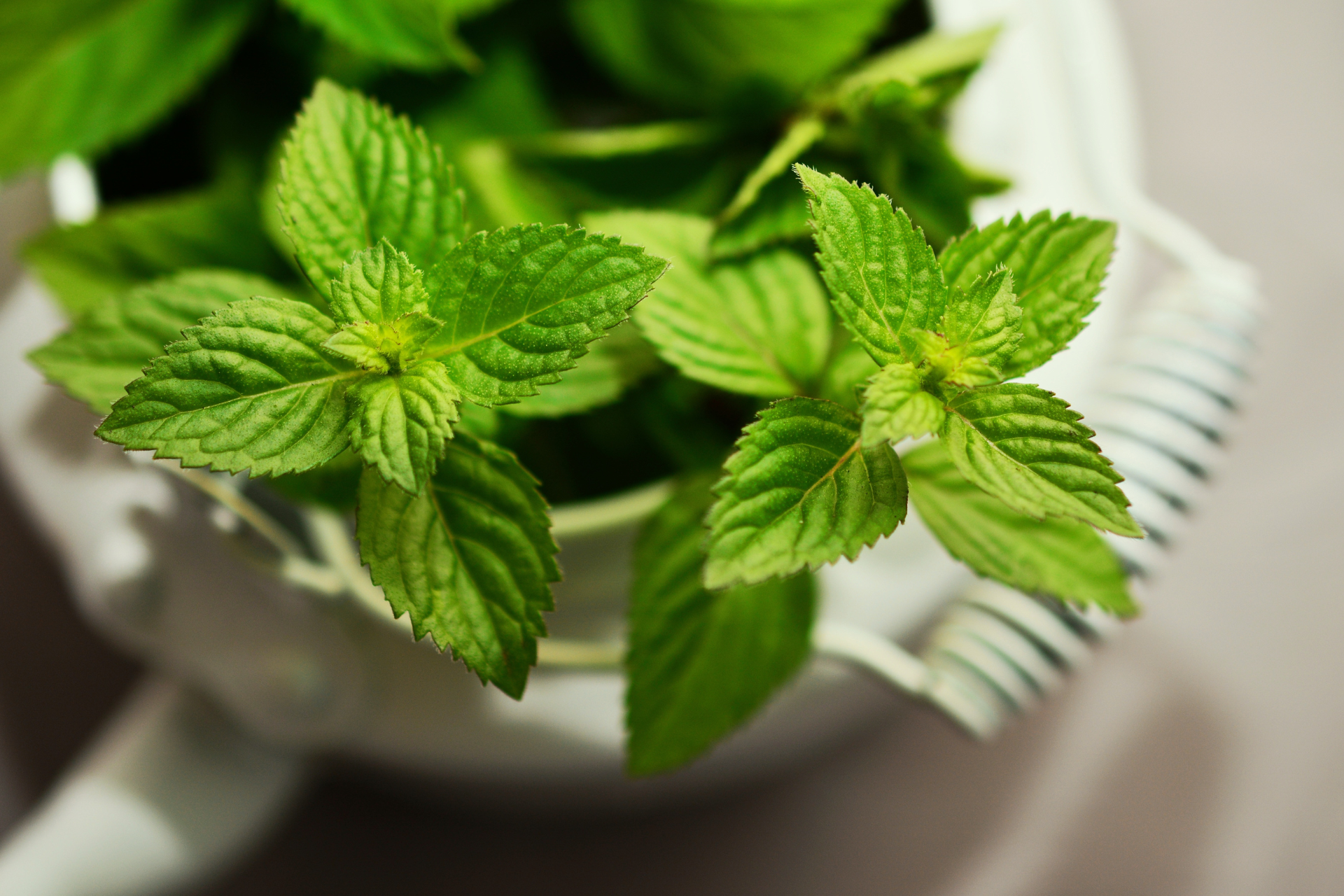 Peppermint Against Ticks