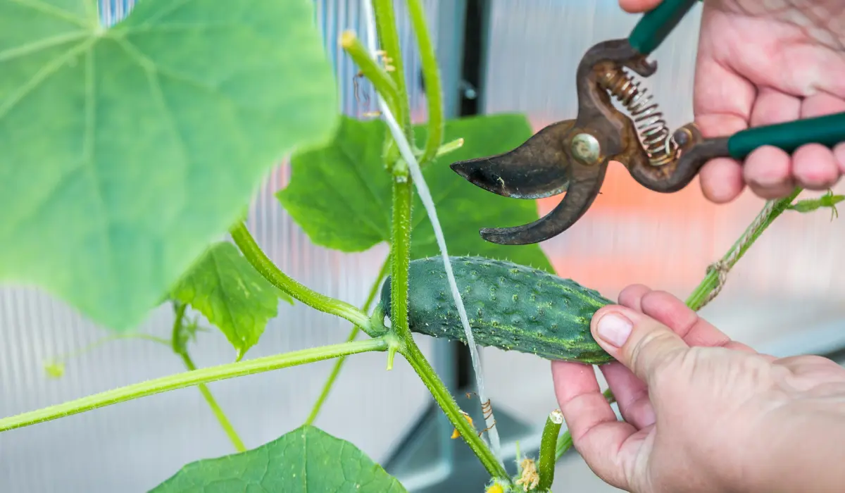 Picking Cucumbers