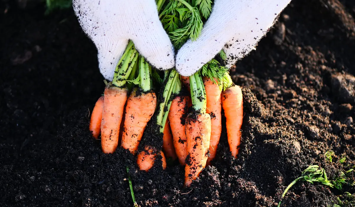 Picking Up Fresh Carrots