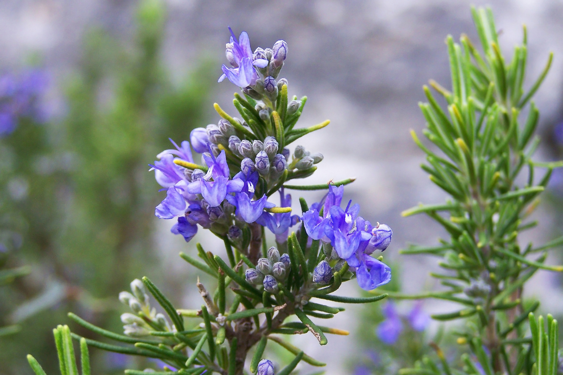 Rosemary against trick
