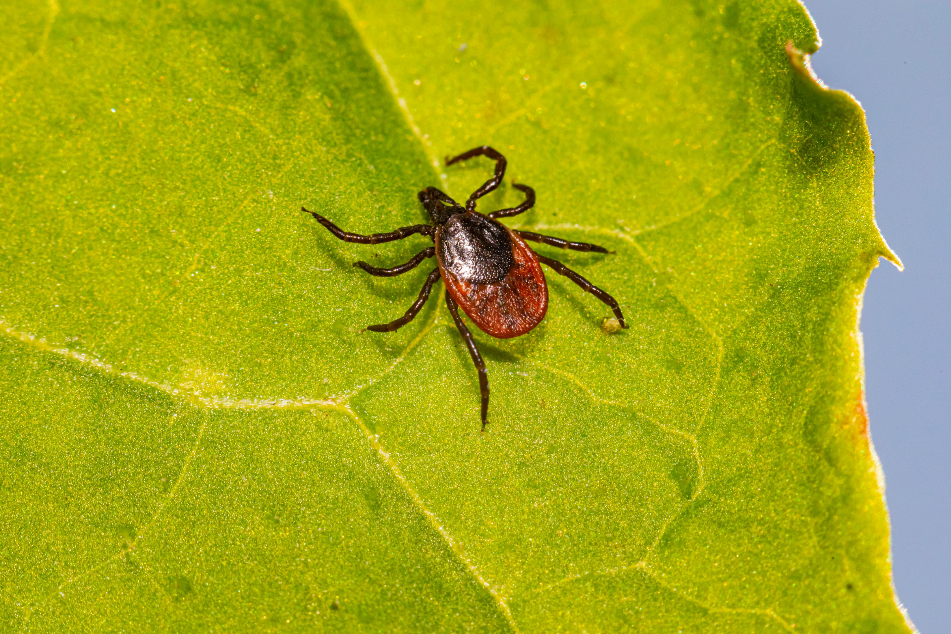 Ticks in the garden