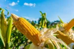 USDA Crop Report
