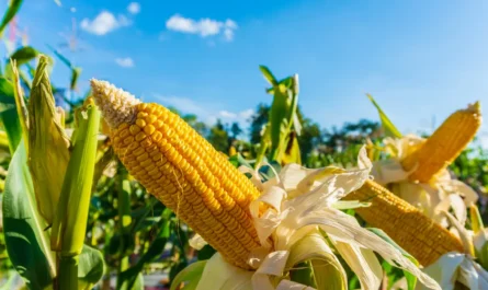 USDA Crop Report
