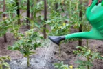 We Asked a Gardener If You Should Use Cooking Water