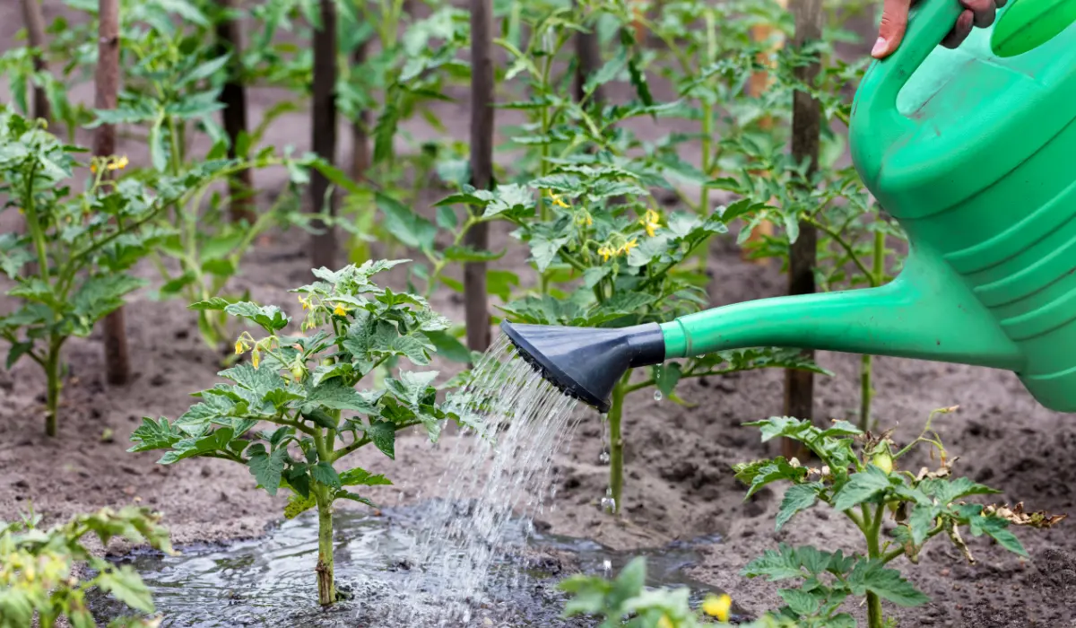 We Asked a Gardener If You Should Use Cooking Water