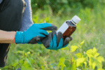 What Is Liquid Seaweed Fertilizer & Is It Right For Your Garden?