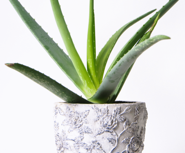Aloe Vera Planting Guide for Beginners: Simple Steps to Healthy Growth