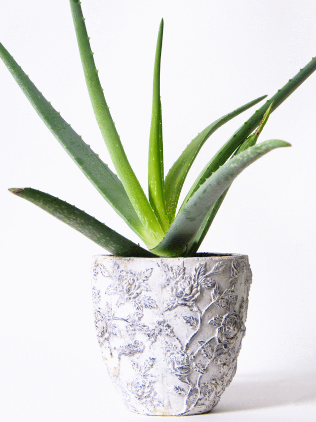 Aloe Vera Planting Guide for Beginners: Simple Steps to Healthy Growth