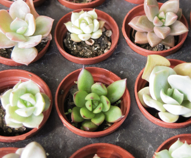 7 Steps to Grow Succulents as a Beginner