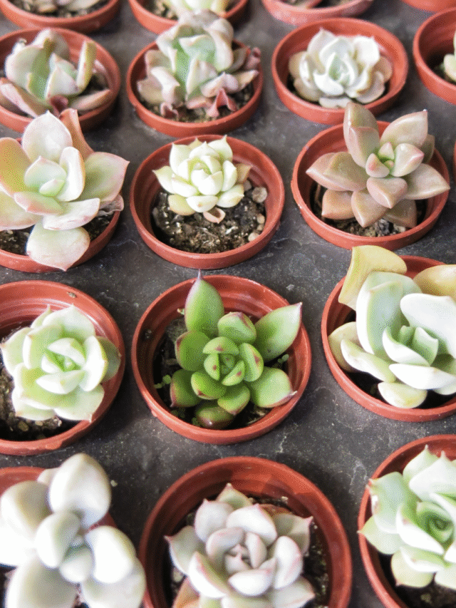 7 Steps to Grow Succulents as a Beginner