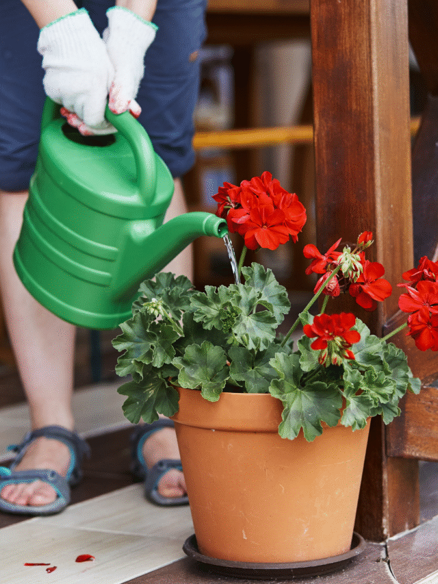 7 Flowers You Should Never Grow in Pots or Containers, According to Experts