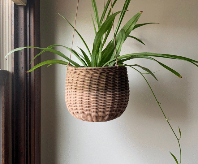 7 Easy Steps To Care for Spider Plant at Home