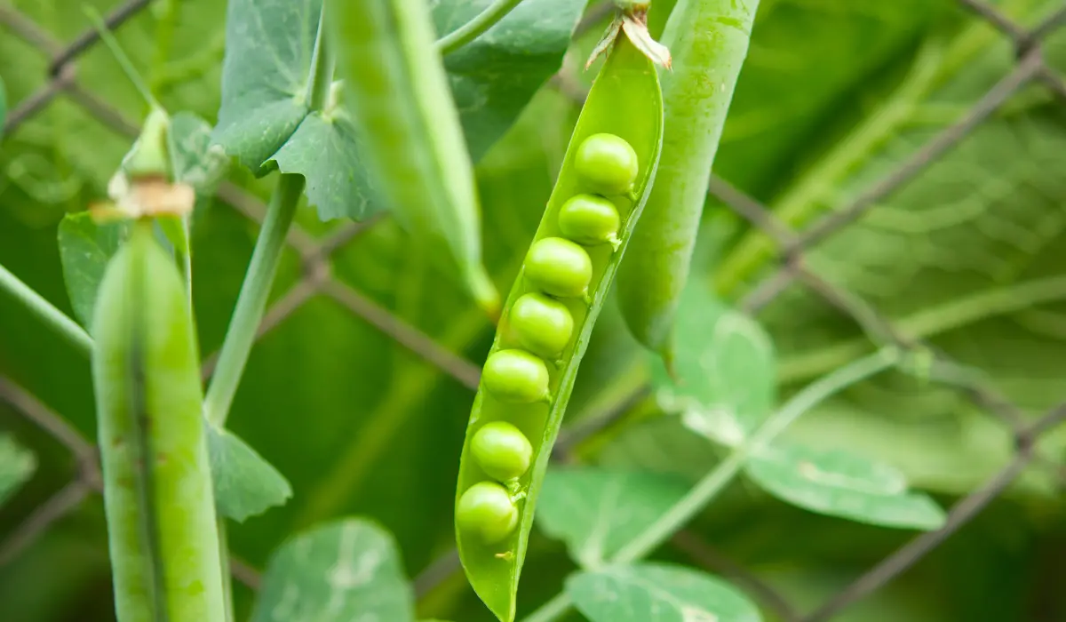 growing Peas