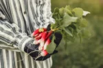 growing Radishes