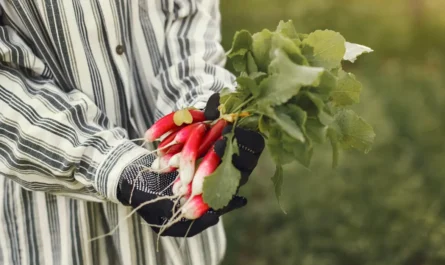 growing Radishes