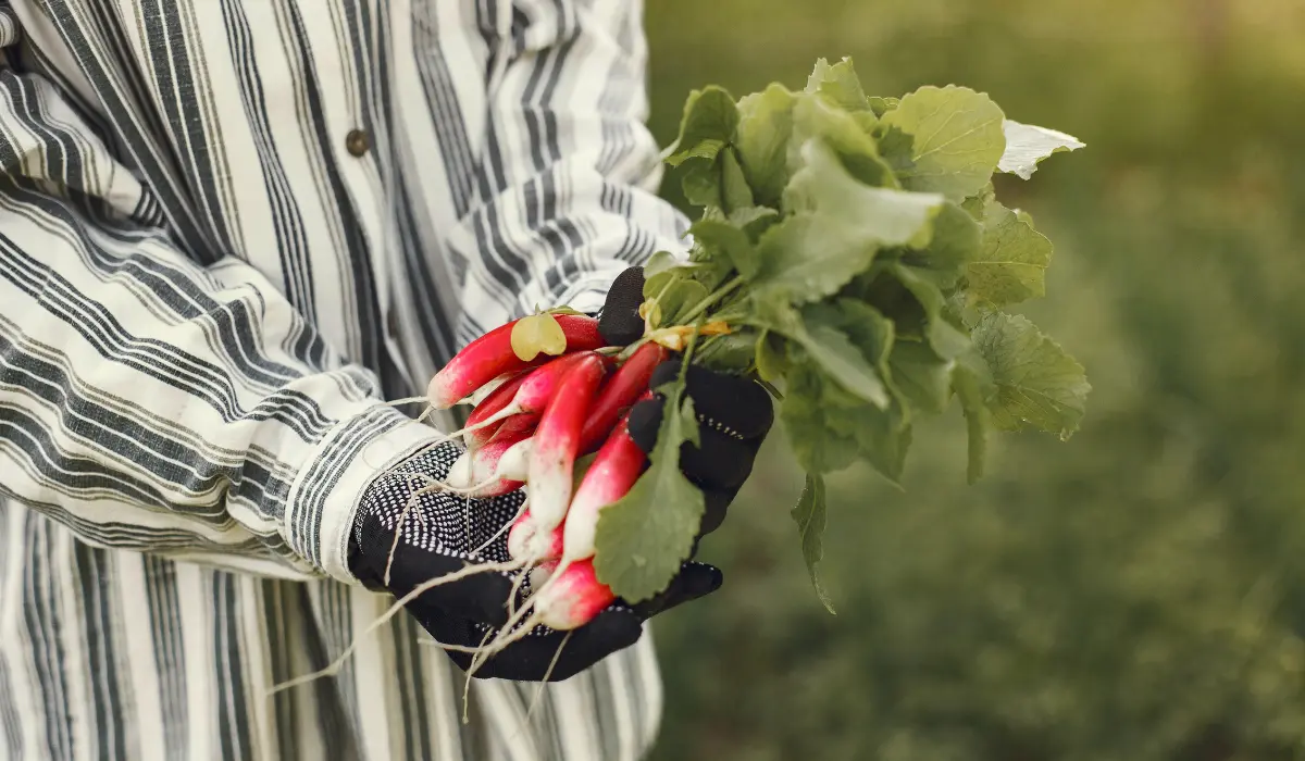 growing Radishes