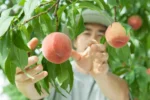 harvesting Peach tree