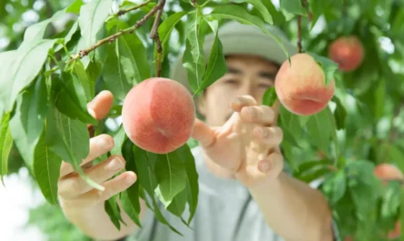 harvesting Peach tree