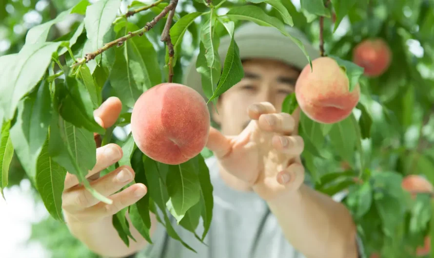 7 Fruit Trees You Should Never Grow in Clay Soil, According to Gardening Experts