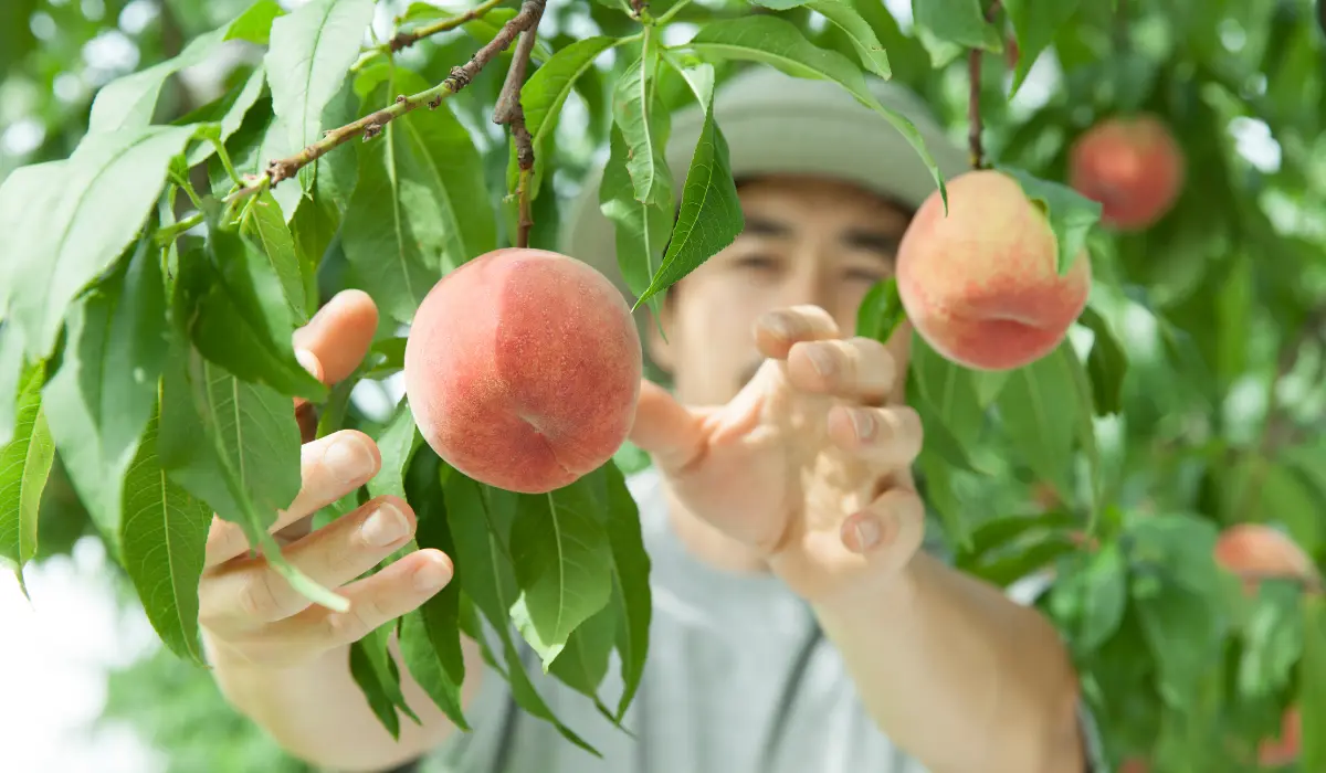 harvesting Peach tree