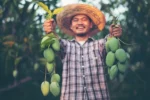 Exporting Mango