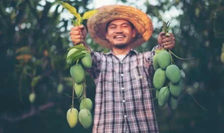 Exporting Mango