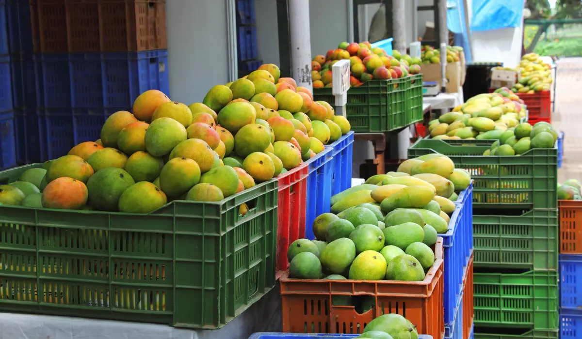 Exporting Mango Outside