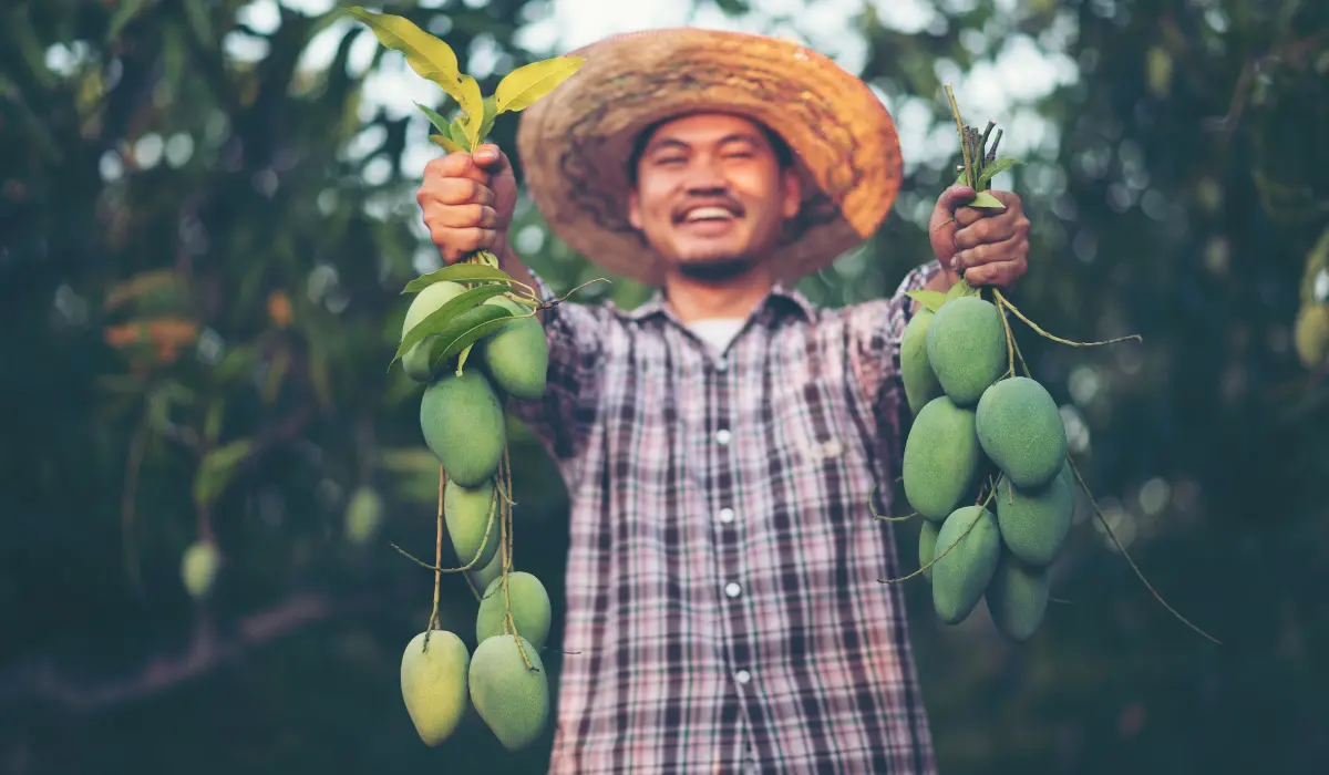 Exporting Mango